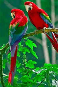 Parrot wallpaper