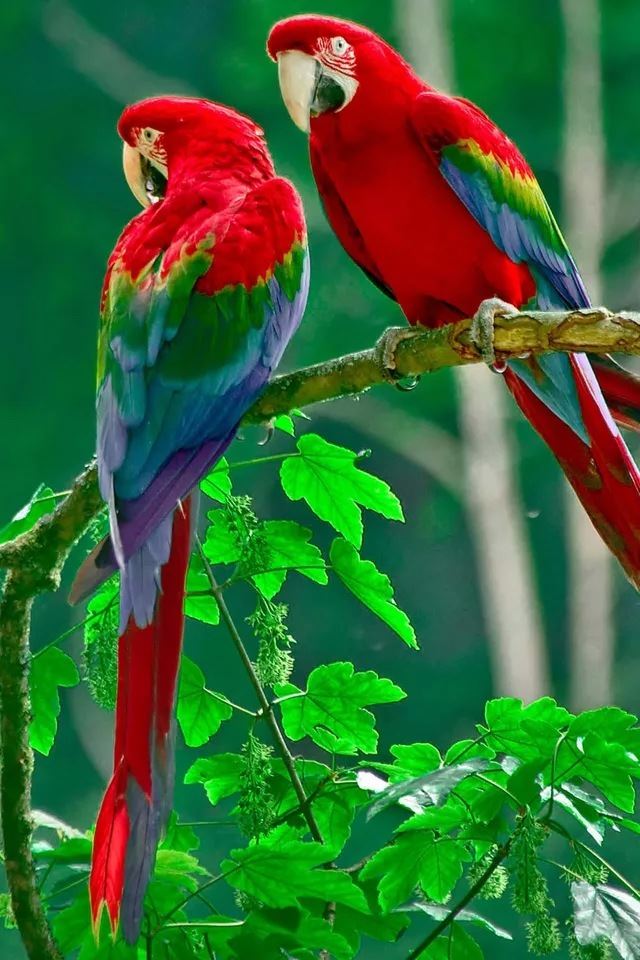 640x960 Parrot - animal iPhone 4s Wallpaper
