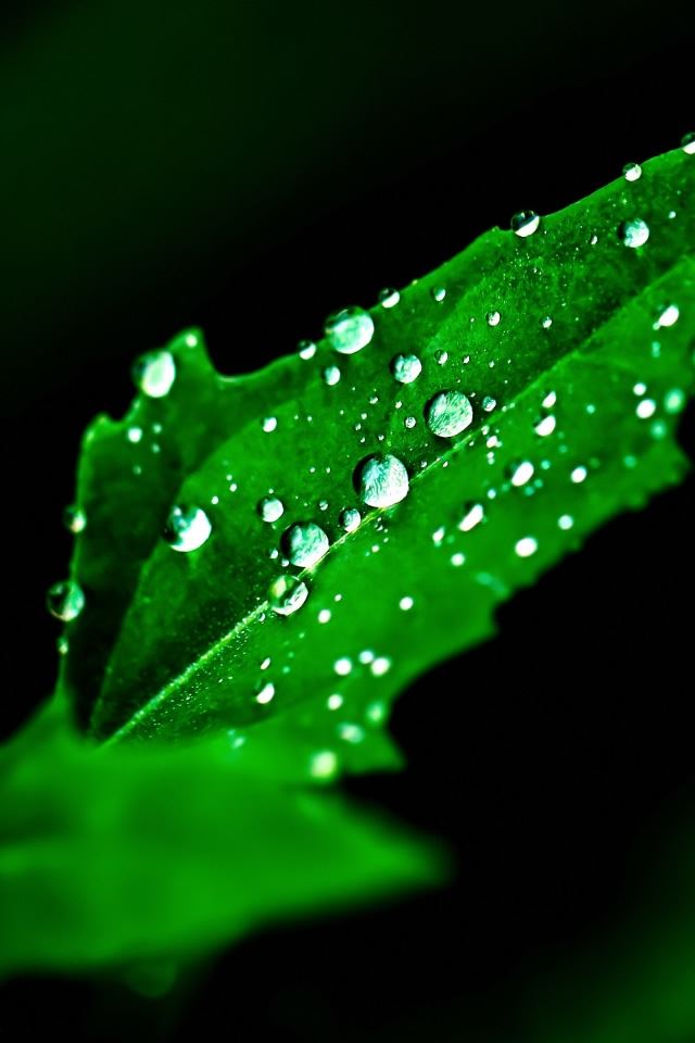 640x960 All The Little Details - stem iPhone 4s Wallpaper
