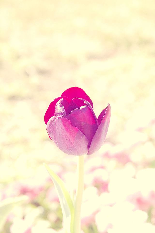 640x960 Pink Flower Closeup - bud iPhone 4s Wallpaper