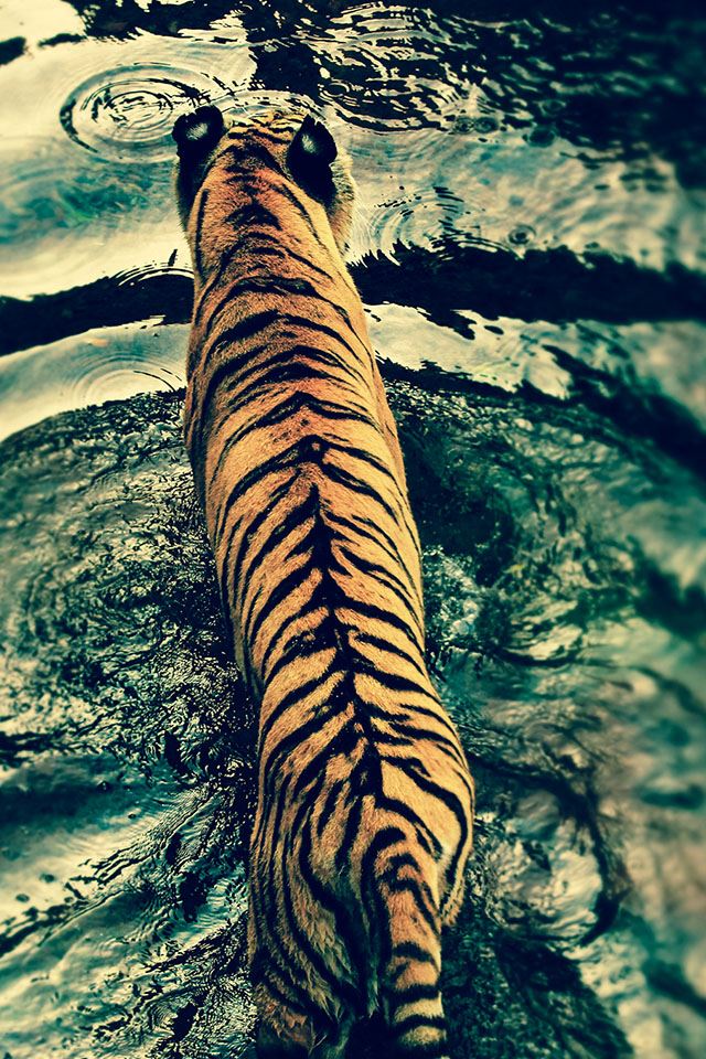 640x960 Large Tiger In The Ripple - tiger iPhone 4s Wallpaper