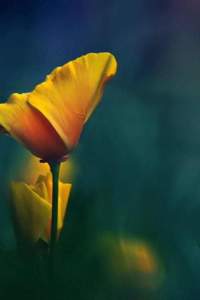 640x960 Yellow Flowers Fuzzy Natural - beauty iPhone 4s Wallpaper