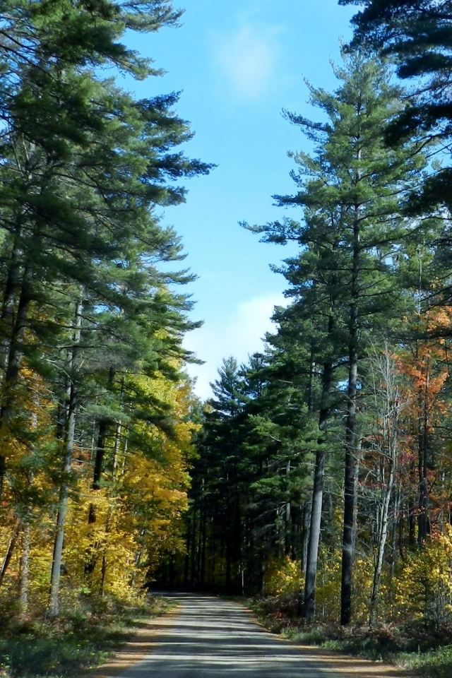 640x960 Autumn Back Road - back iPhone 4s Wallpaper