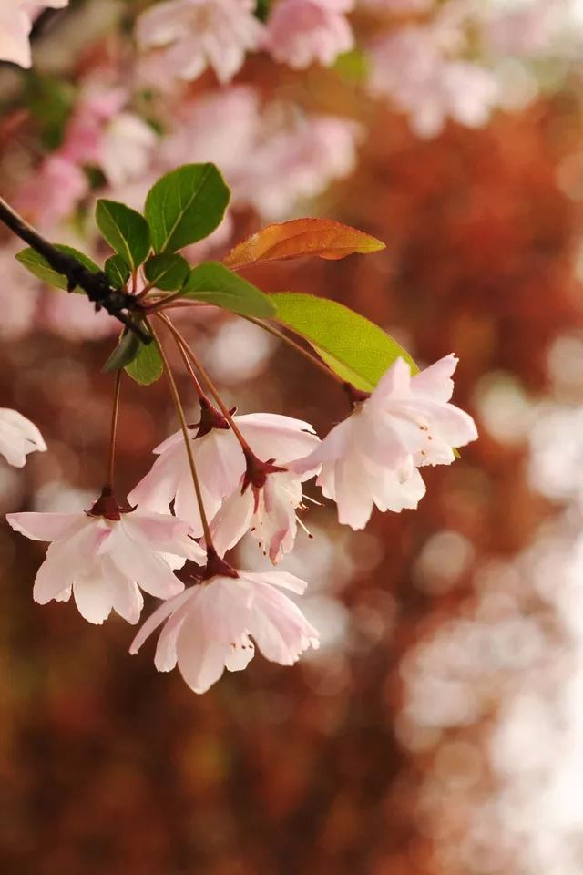 640x960 Cherry - cherry iPhone 4s Wallpaper
