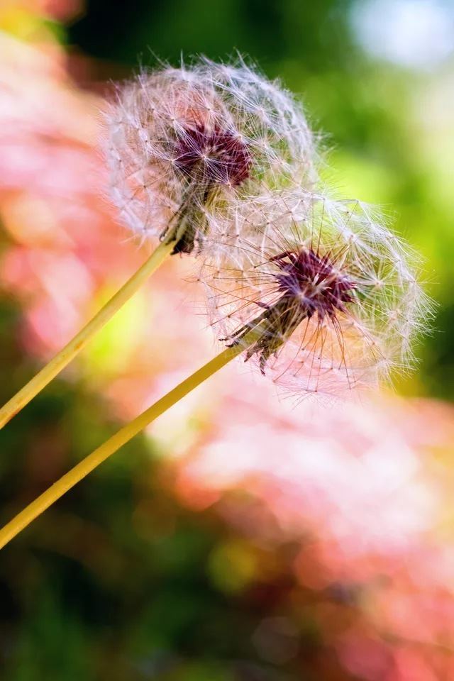 640x960 Dandelion - dandelion iPhone 4s Wallpaper