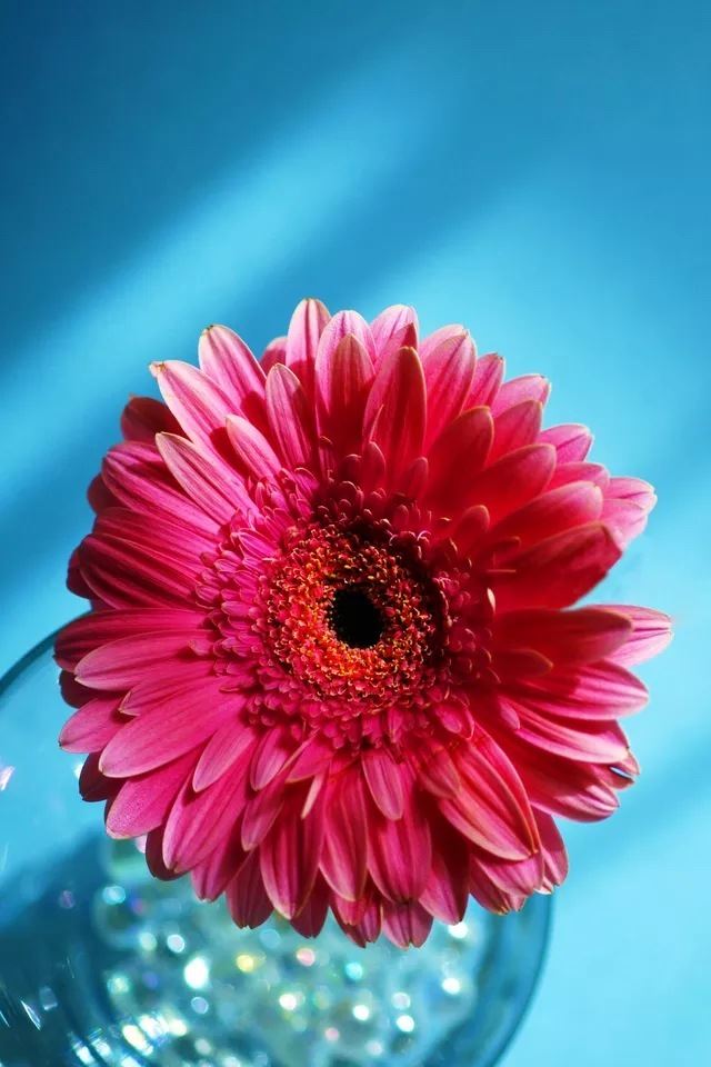 640x960 Red flower - cyan iPhone 4s Wallpaper