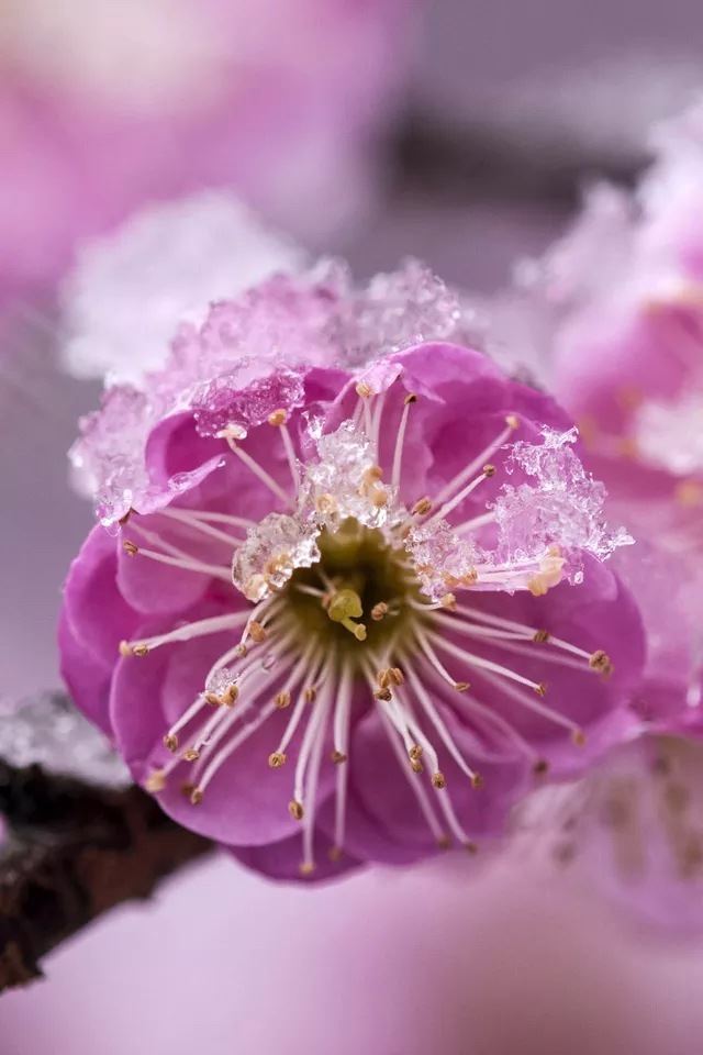 640x960 Flower - snow iPhone 4s Wallpaper