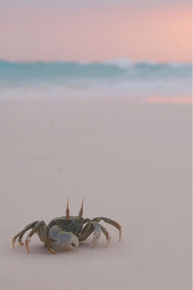 Crab Climbing On The Beach iPhone 4s wallpaper 