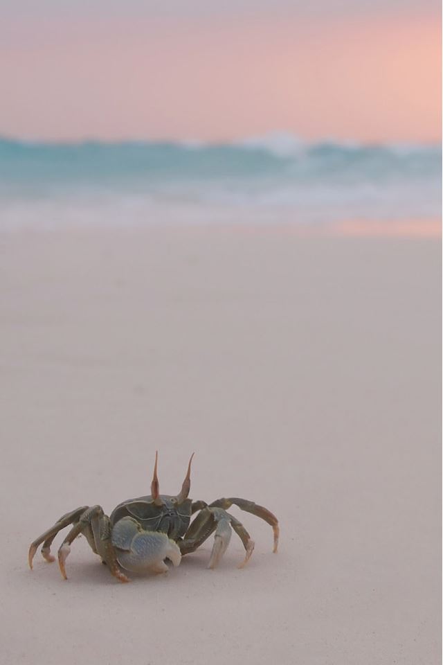 640x960 Crab Climbing On The Beach - sunset iPhone 4s Wallpaper