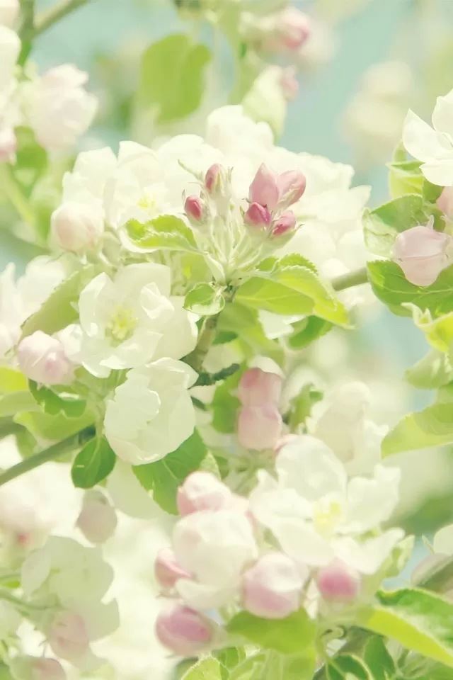 640x960 Flower - flower iPhone 4s Wallpaper