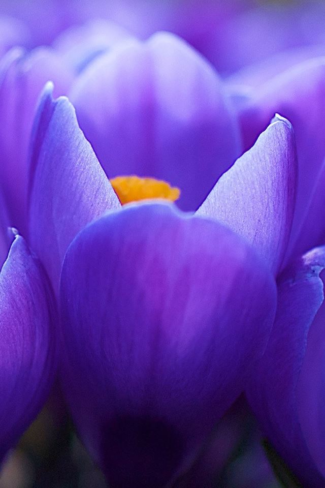 640x960 Purple Flower Closeup - closeup iPhone 4s Wallpaper