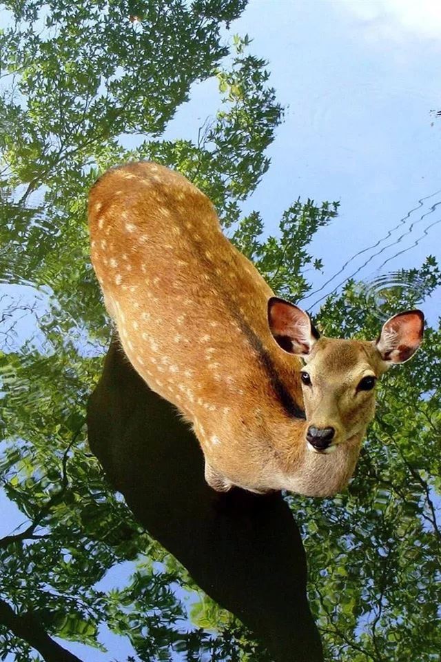 640x960 Deer Lake - reflected iPhone 4s Wallpaper