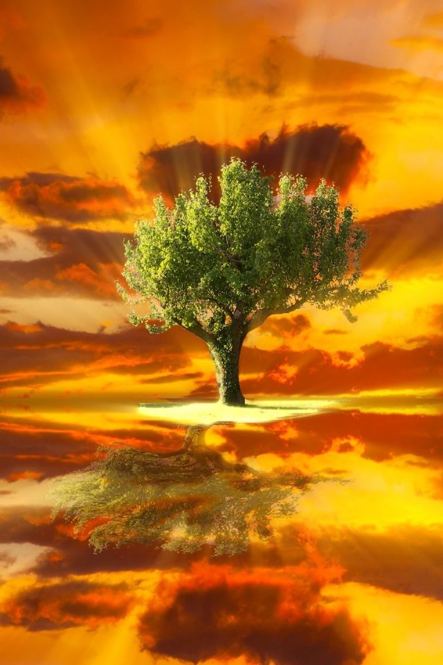 640x960 Amazing Tree Landscape - amazing iPhone 4s Wallpaper