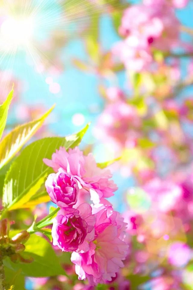 640x960 Cherry blossoms - white iPhone 4s Wallpaper