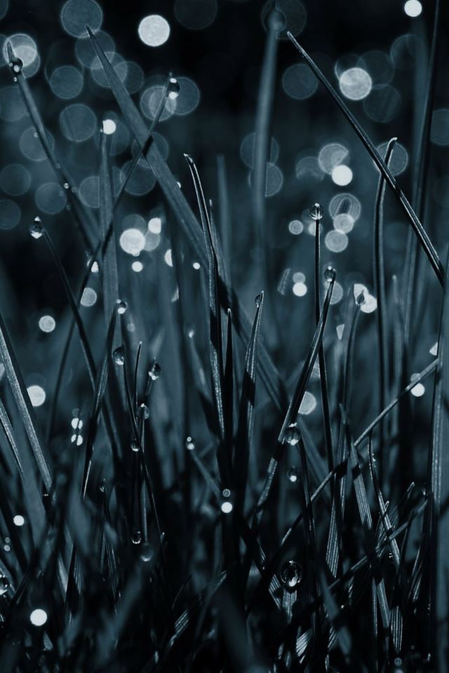 Rain Drops On The Grass iPhone 4s wallpaper 