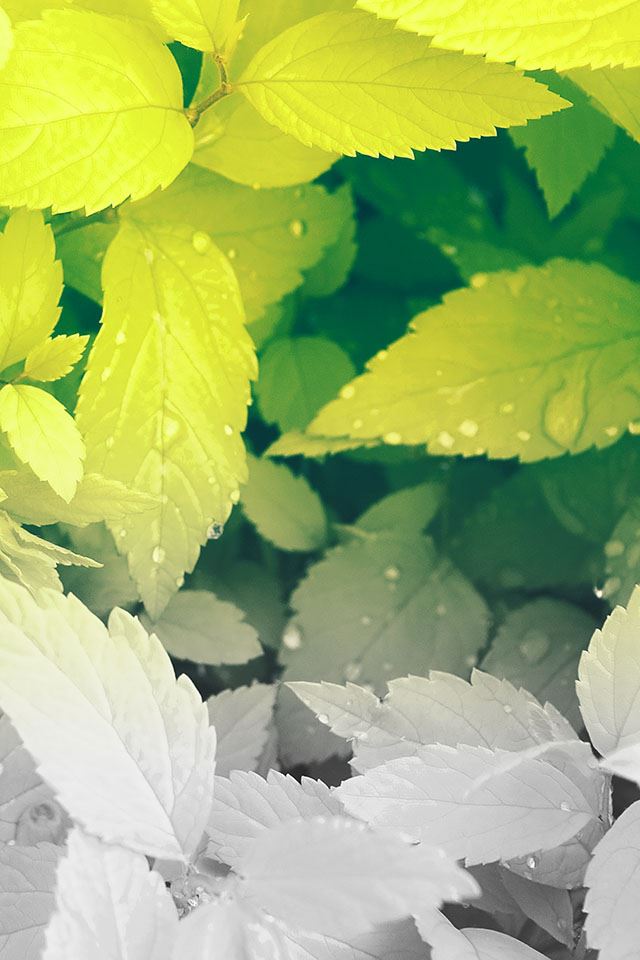 640x960 Pure Clean And Green Leaves - pure iPhone 4s Wallpaper