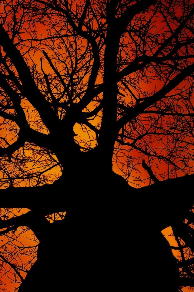 640x960 Under The Tree - branch iPhone 4s Wallpaper