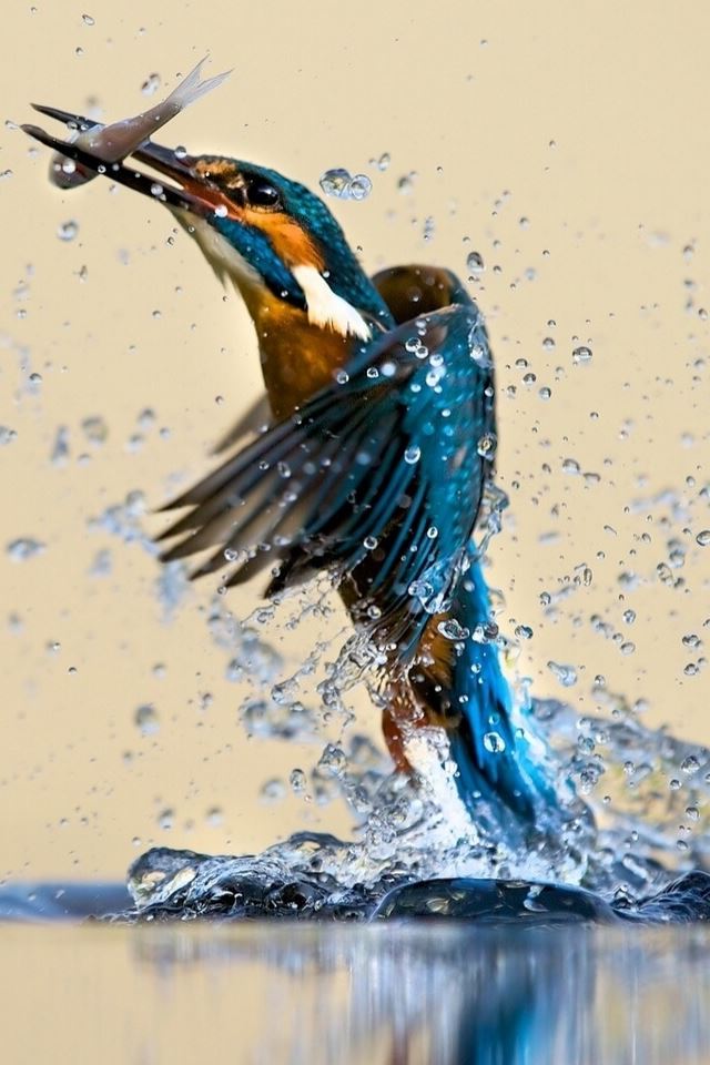 640x960 Water Bird - droplet iPhone 4s Wallpaper