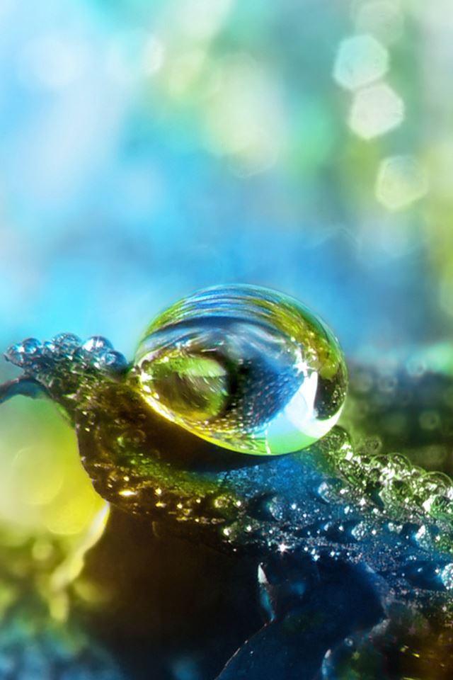 640x960 Water Drops On A Petal - sunshine iPhone 4s Wallpaper