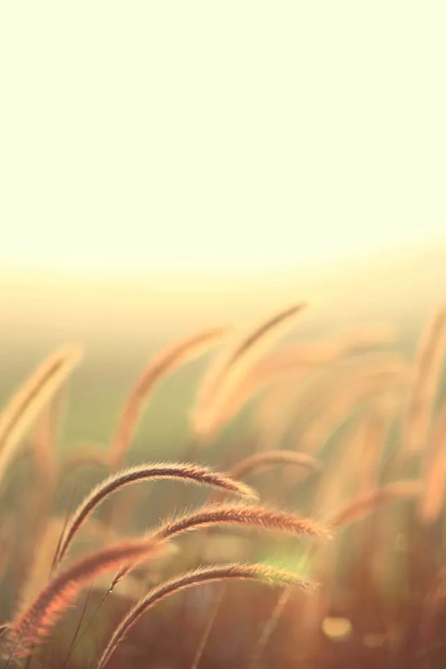 640x960 Golden dog's tail grass - golden iPhone 4s Wallpaper