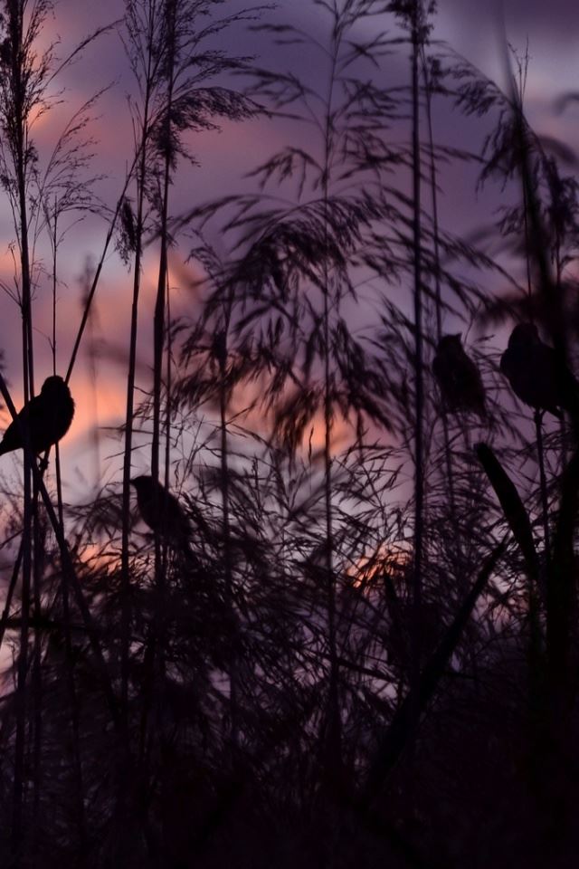 640x960 Twilight - bird iPhone 4s Wallpaper