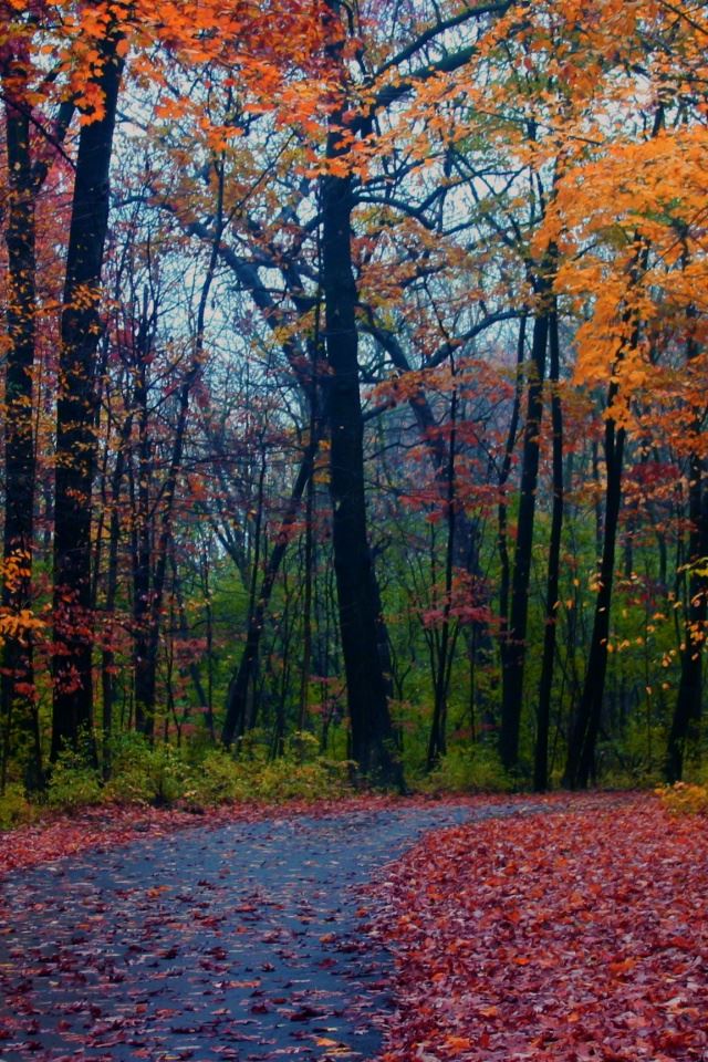 640x960 Forest Foliage - tree iPhone 4s Wallpaper