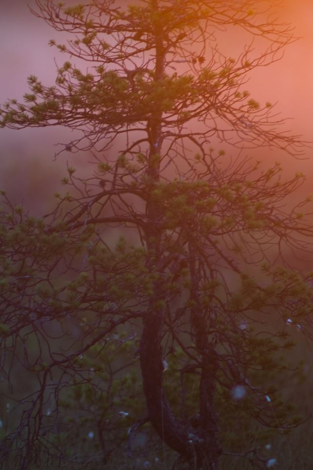640x960 Morning Light - orange iPhone 4s Wallpaper