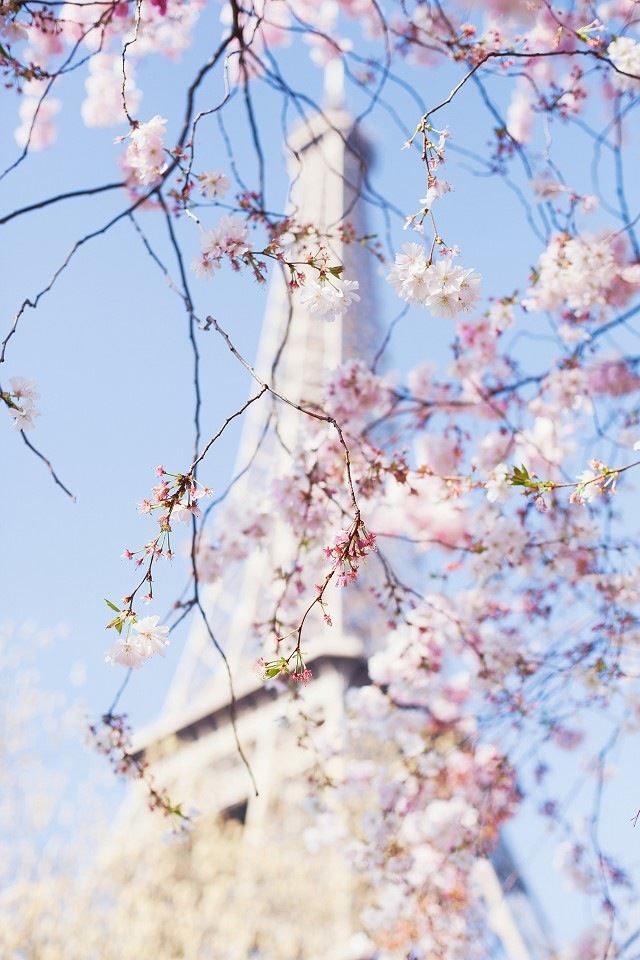 Paris cherry iPhone 4s wallpaper 