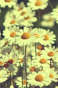 Vintage Daisies Photography wallpaper