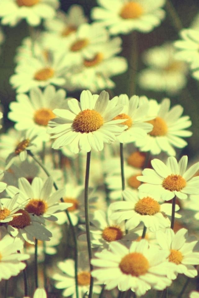 640x960 Vintage Daisies Photography -  iPhone 4s Wallpaper