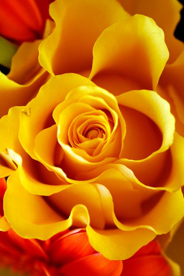 640x960 Lucky flower - flower iPhone 4s Wallpaper