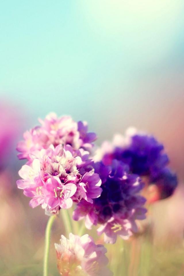 640x960 Flowers Field Nature Sunny - beauty iPhone 4s Wallpaper