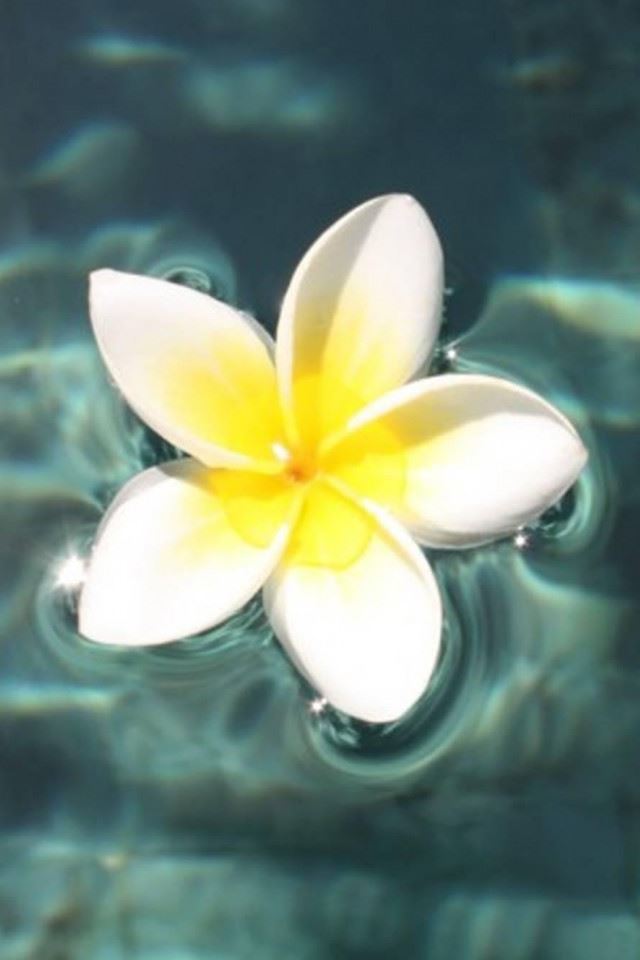 640x960 Plumeria Floating On Pool - flower iPhone 4s Wallpaper