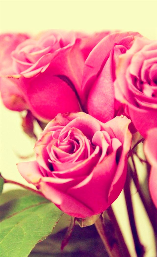 744x1216 IhPink Rose - flower iPhone 4s Wallpaper