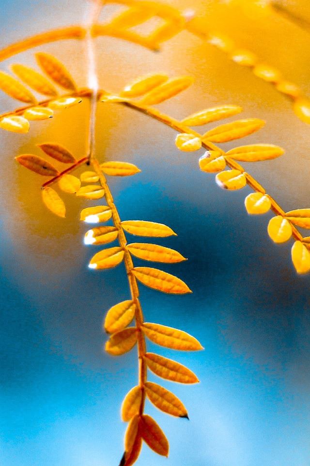 640x960 Golden Foliage - leaf iPhone 4s Wallpaper