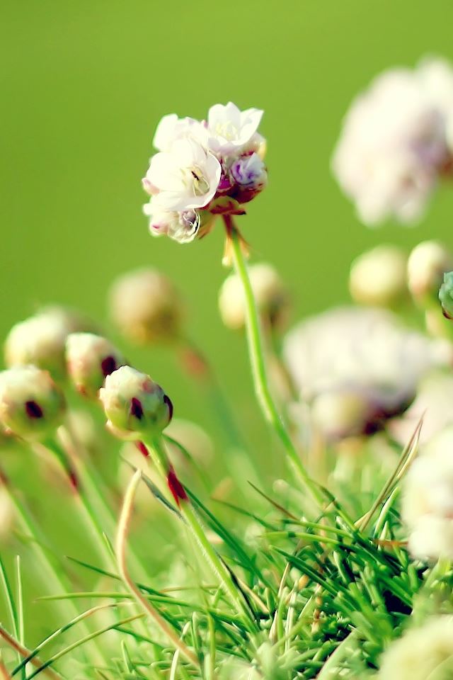 640x960 Green Seaside Valley - grassland iPhone 4s Wallpaper