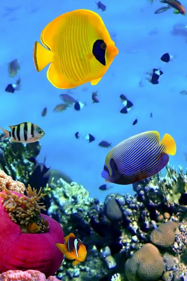 640x960 Seabed Fish - water iPhone 4s Wallpaper