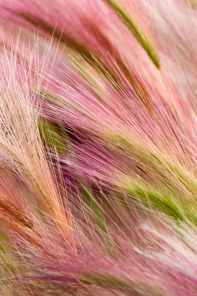640x960 Foxtail Barley - macro iPhone 4s Wallpaper