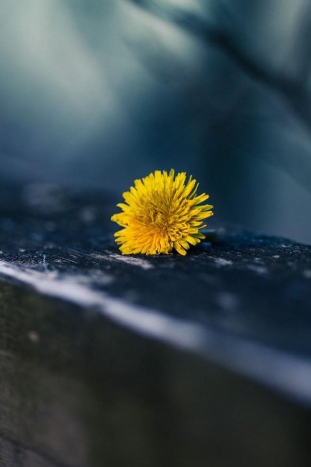 640x960 Dandelion Yellow Macro - background iPhone 4s Wallpaper