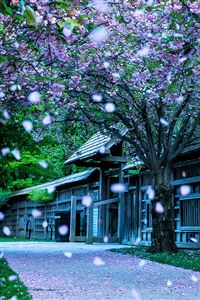 Mississauga Kariya Park Canada wallpaper