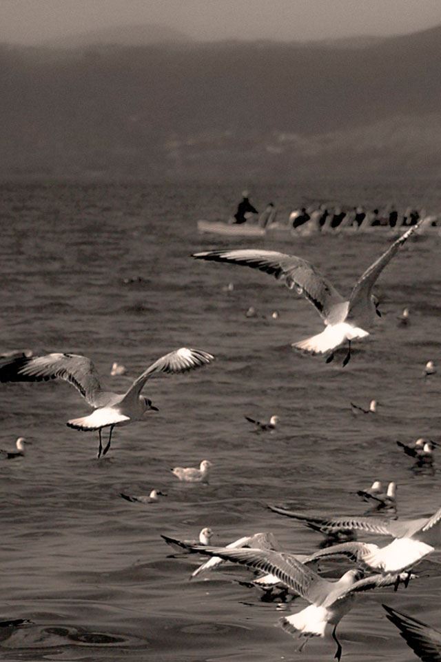 640x960 Seagull - seagull iPhone 4s Wallpaper