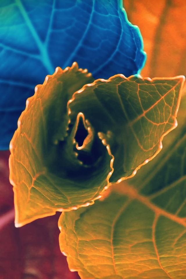 640x960 Colors Of Leaves - colors iPhone 4s Wallpaper
