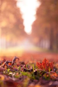 Maple Leaf Close Up wallpaper