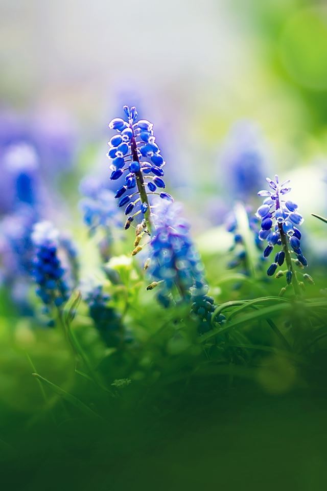 640x960 Muscari Flowers - beauty iPhone 4s Wallpaper