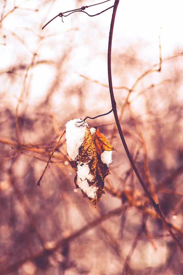 640x960 Winter - leaf iPhone 4s Wallpaper