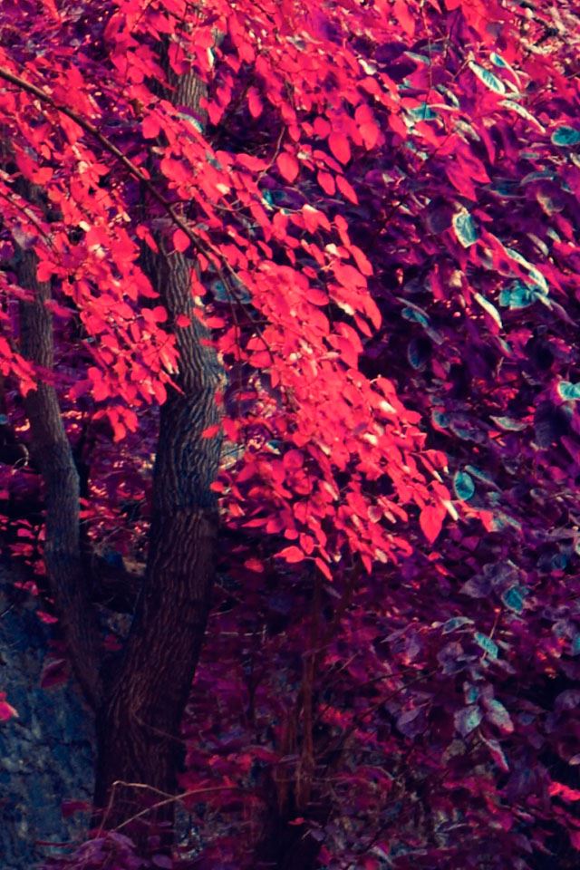 640x960 Red maple - maple iPhone 4s Wallpaper