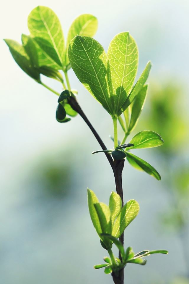 640x960 Green - branch iPhone 4s Wallpaper