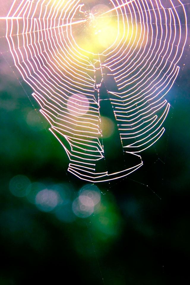 640x960 Spiderweb  - bokeh iPhone 4s Wallpaper