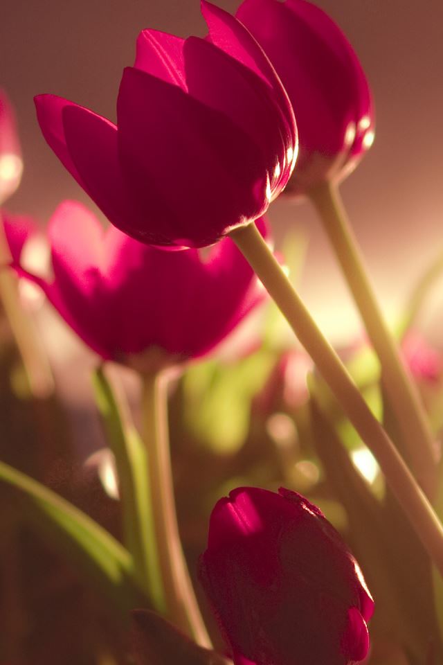 640x960 Beautiful Tulips - macro iPhone 4s Wallpaper