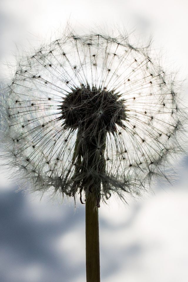 640x960 Blowball - dandelion iPhone 4s Wallpaper